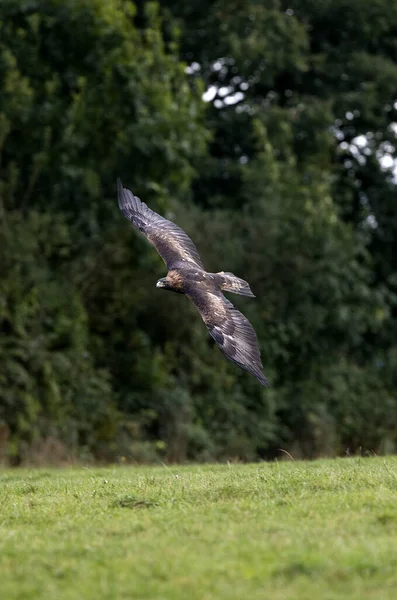 Golden Eagle Aquila Chrysaetos Letu — Stock fotografie