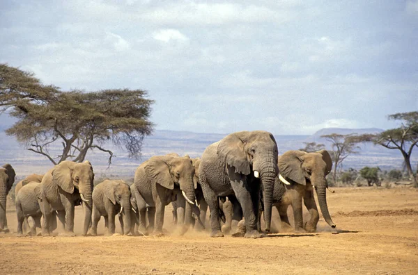 Afrikai Elefánt Loxodonta Africana Herd Séta Savannah Samburu Park Kenyában — Stock Fotó