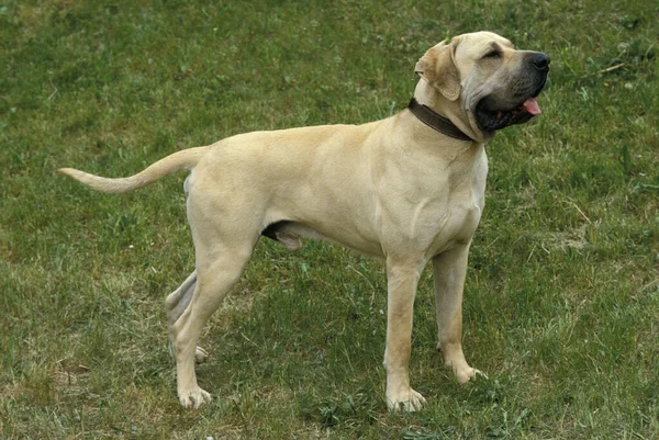 Fila Brasileiro Dog Breed Brazil Male — стокове фото