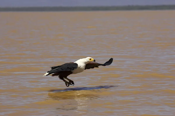 Afrikai Hal Sas Haliaeetus Vocifer Repülő Felnőtt Halászat Baringo Kenyában — Stock Fotó