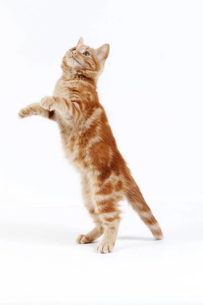 Red Tabby Domestic Cat Gatinho Jogando Hind Legs Contra Fundo — Fotografia de Stock