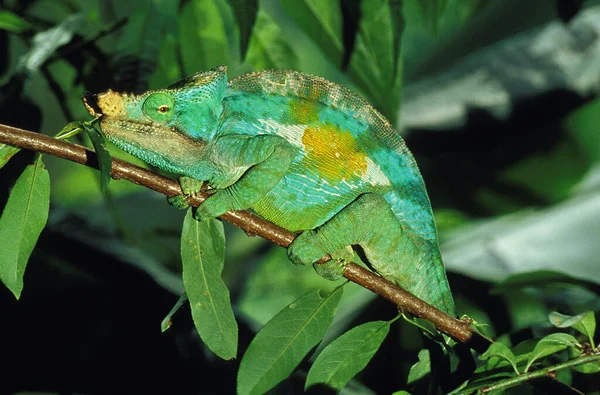 Parson Chameleon Chamaeleo Parsonii Mimetic Adult — стокове фото