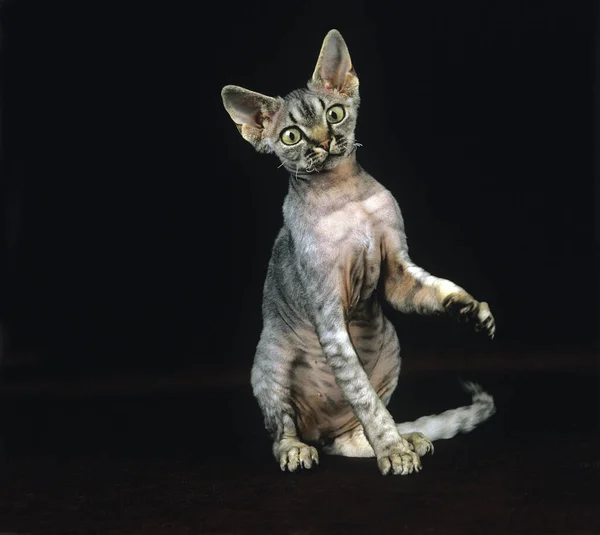 Devon Rex Inhemsk Katt Mot Svart Bakgrund — Stockfoto