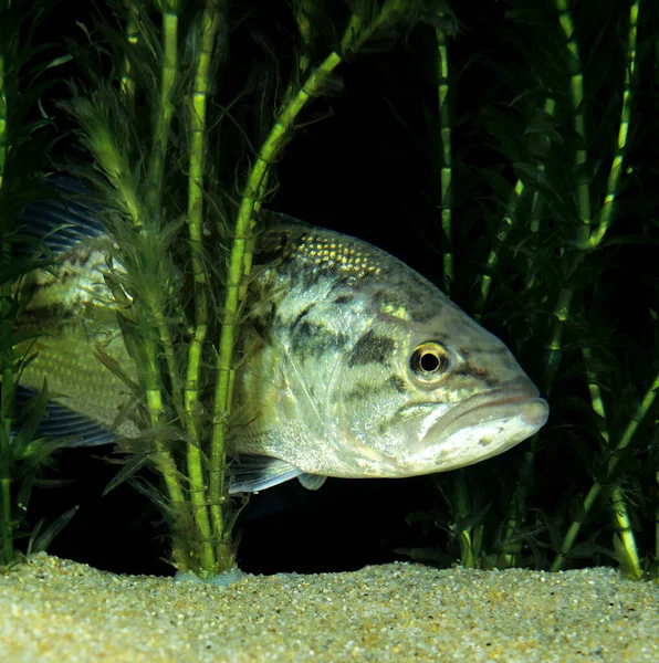 Large Mouth Bass Black Bass Micropterus Salmoides — стоковое фото