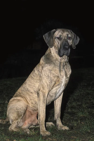 Fila Brasileiro Dog Breed Brazil Mężczyzna Siedzący — Zdjęcie stockowe