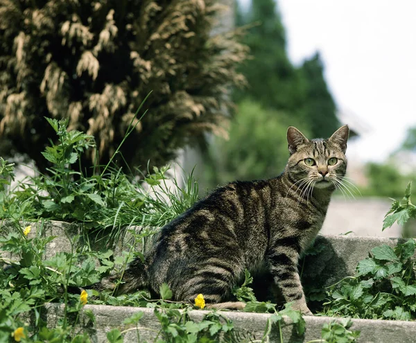 欧洲褐色禁忌家猫 — 图库照片