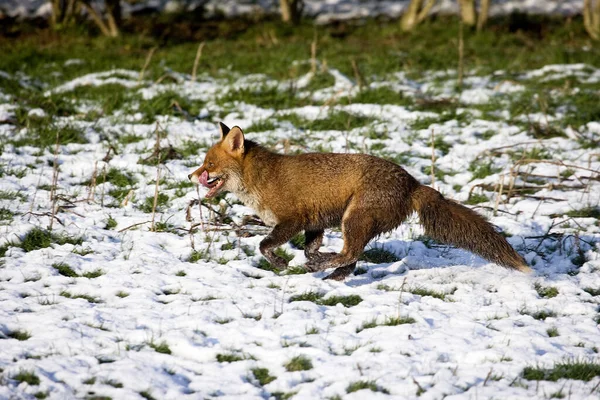 Red Fox Vulpes Vulpes Adulto Correndo Snow Normandia — Fotografia de Stock
