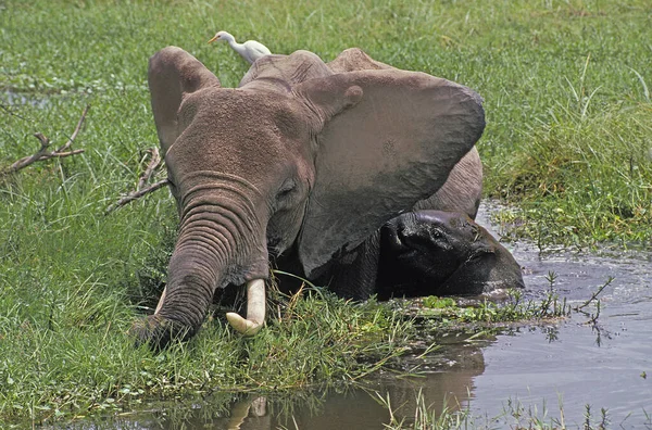 Africký Slon Loxodonta Africana Matka Telátkem Stojící Bažině Park Masai — Stock fotografie