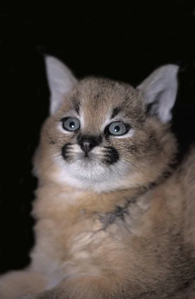 Caracal Caracal Caracal Retrato Jóvenes —  Fotos de Stock