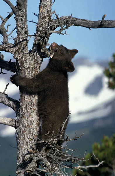 American Black Bear Ursus Americanus Cub Playing Tree Canada — стокове фото