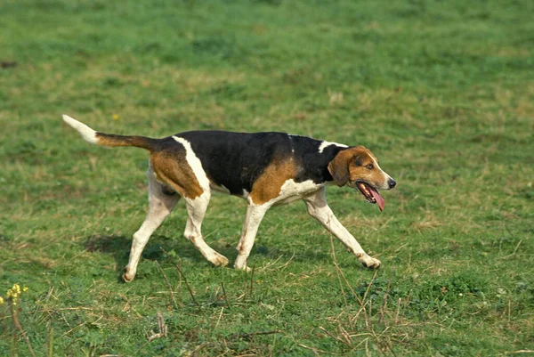 Inglés Foxhound Dog Standing Grass —  Fotos de Stock