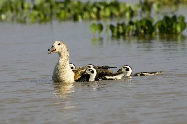 Orinoco Goose Neochen Jubata Adult Chicks Water Los Lianos Venezuela — Stock Photo, Image