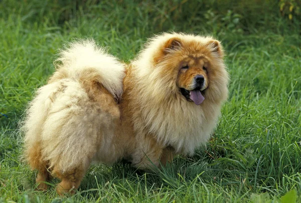 草の上に立つチョウ犬 — ストック写真