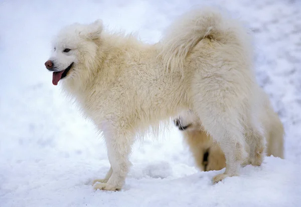 Samoyede Hond Staand Sneeuw — Stockfoto