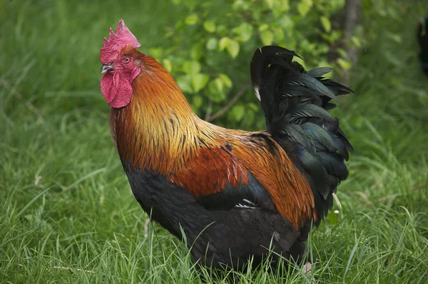 Inhemska Kyckling Brown Red Marans Rooster Fransk Ras — Stockfoto