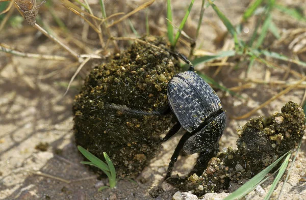 Dung Beetle Adulte Boule Bouse Roulante Kenya — Photo