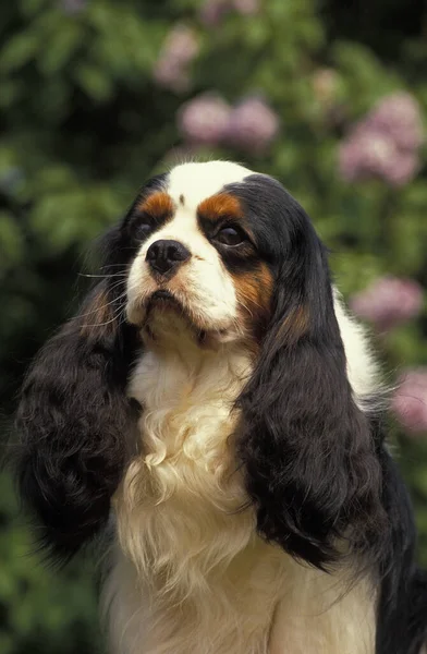 Cavalier King Charles Spaniel Portrait Dog — Stock Photo, Image