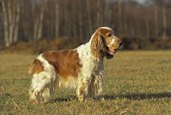 Anglický Kokršpaněl Pes Stojící Trávě — Stock fotografie