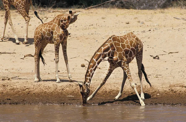 Geraffineerde Giraffe Giraffa Camelopardalis Reticulata Groepsdrinken Aan Rivier Samburu Park — Stockfoto