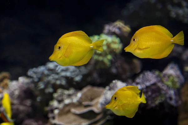 Peixe Tang Amarelo Zebrasoma Flavescens — Fotografia de Stock
