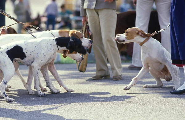 Perros Puntero Con Correa — Foto de Stock