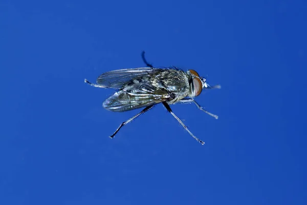 Housefly Musca Domestica Normandia — Fotografia de Stock