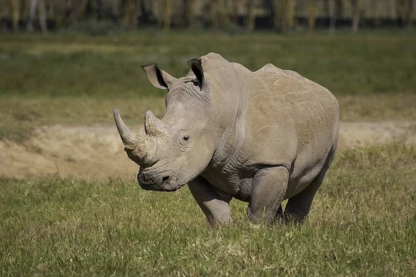 Rinoceronte Blanco Ceratotherium Simum Mujer Parque Nakuru Kenia —  Fotos de Stock