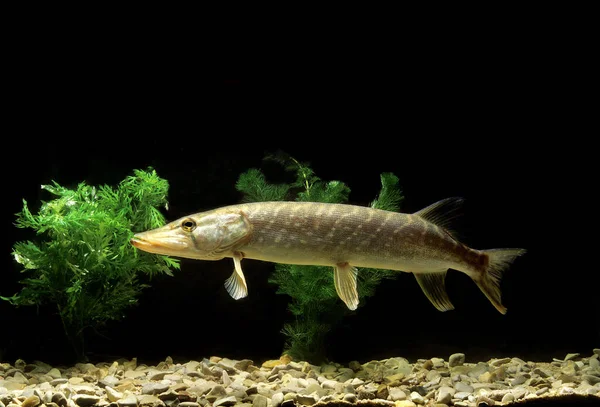 Nördlicher Hecht Esox Lucius — Stockfoto