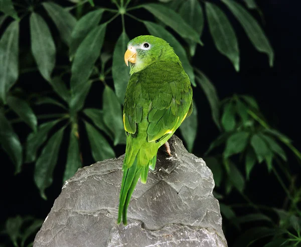 Κίτρινη Chevroned Parakeet Brotogeris Chiriri Στέκεται Στην Πέτρα — Φωτογραφία Αρχείου