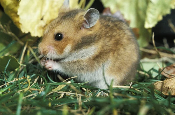 Criceto Dorato Mesocricetus Auratus Mangiare Adulti — Foto Stock