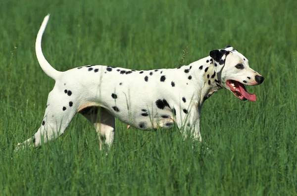 Dalmaçyalı Köpek Tarlada — Stok fotoğraf