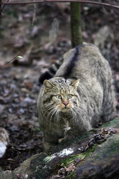 Gatto Selvatico Europeo Felis Silvestris Adulto — Foto Stock