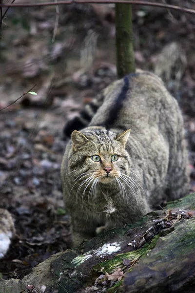 Avrupa Yaban Kedisi Felis Silvestris Yetişkin — Stok fotoğraf