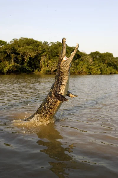 Θεαματική Caiman Caiman Crocodilus Πηδώντας Στον Ποταμό Los Lianos Στη — Φωτογραφία Αρχείου