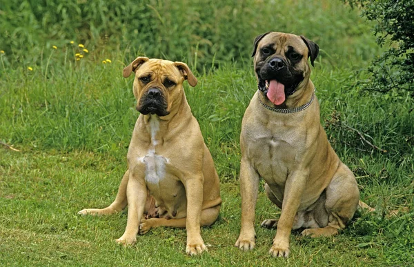 Dogge Und Bulldogge Sitzen Auf Gras — Stockfoto