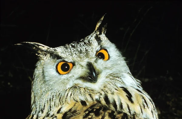 Spotted Eagle Owl Bubo Africanus Portrait Adult Black Background — стокове фото