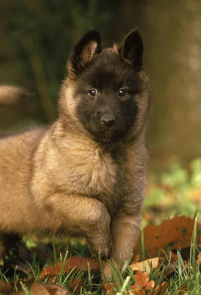 Tervueren Perro Pastor Belga Cachorro Pie Sobre Hierba — Foto de Stock