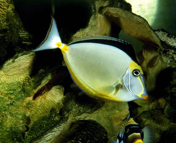 Naso Tang Naso Lituratus — Stock Fotó