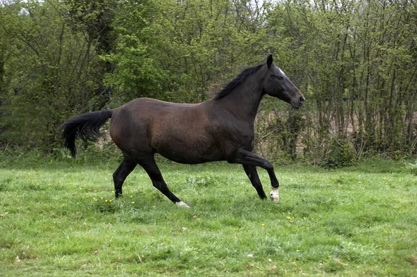 Akhal Teke Raça Cavalo Turquemenistão Galope Égua — Fotografia de Stock