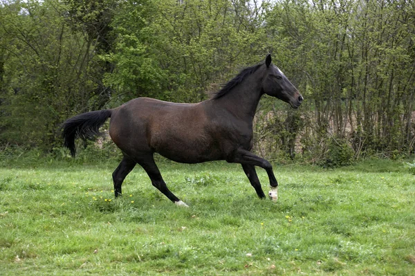 Akhal Teke Race Chevaux Turkménistan Mare Galloping — Photo