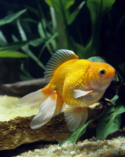 Золотая Рыбка Carassius Auratus Природный Фон — стоковое фото