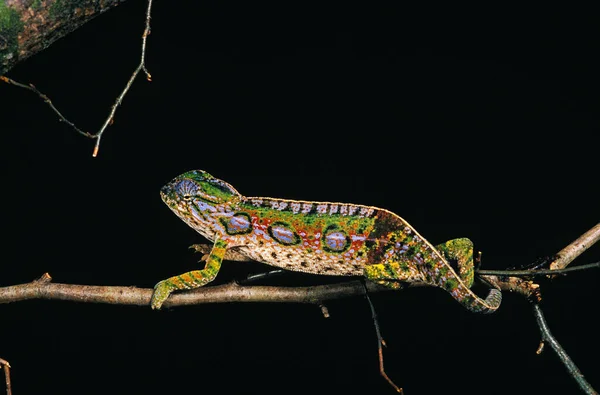 Madagascar Forest Chameleon Furcifer Campani Adult Black Background — стокове фото