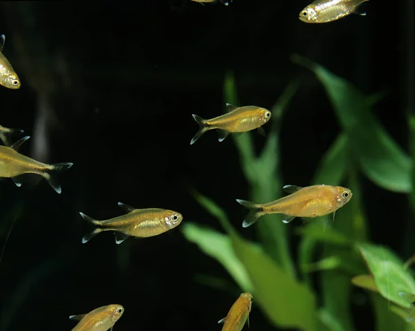 Silver Tipped Tetra Hasemania Nana — Stock Photo, Image