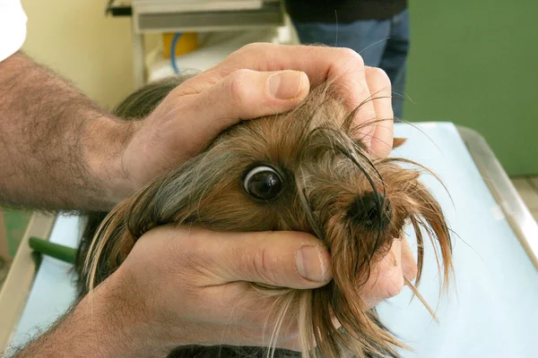 Yorkshire Terrier Med Veterinär — Stockfoto