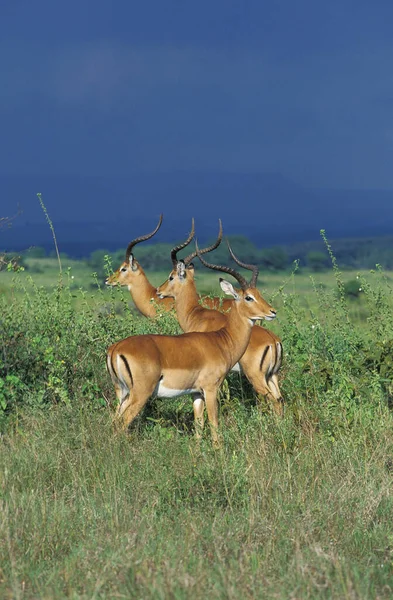 Impala Aepyceros Melampus Groupe Mâles Parc Masai Mara Kenya — Photo