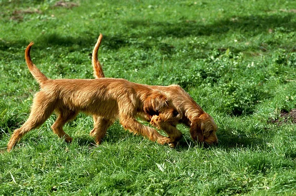 Fawn Brittany Griffon Griffon Fauve Bretagne Σκύλος Που Μυρίζει Χόρτο — Φωτογραφία Αρχείου