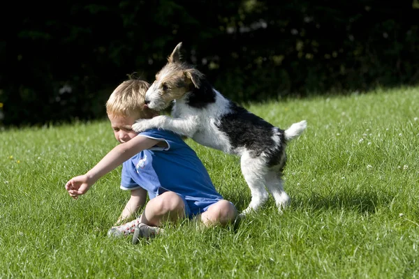 Chico Jugando Con Perro Fox Terrier Con Pelo Alambre —  Fotos de Stock