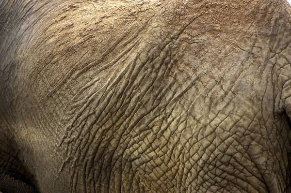 Elefante Africano Loxodonta Africana Avvicinamento Della Pelle Parco Samburu Kenya — Foto Stock