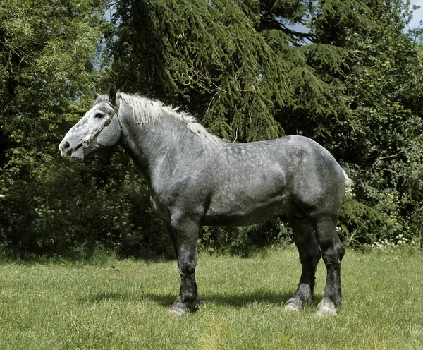 Percheron Cheval Trait Fond Naturel — Photo