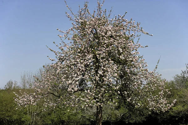 Blooming Cider Apple Tree, malus domestica, Normandy